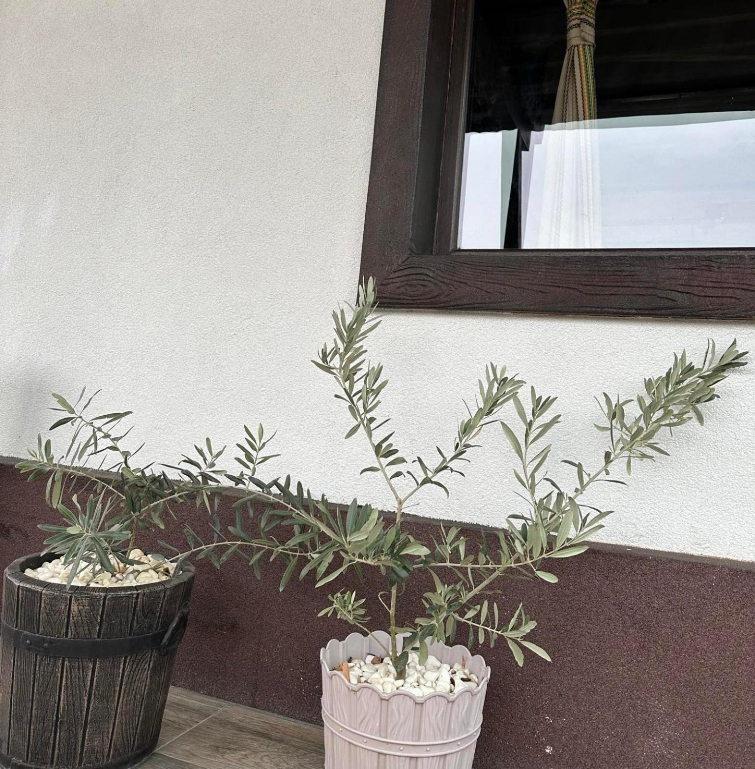فندق Бялата Къща Chakalarovo المظهر الخارجي الصورة